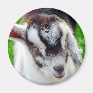 Pretty Goat Kid Magnet