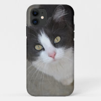 Pretty gray and white cat