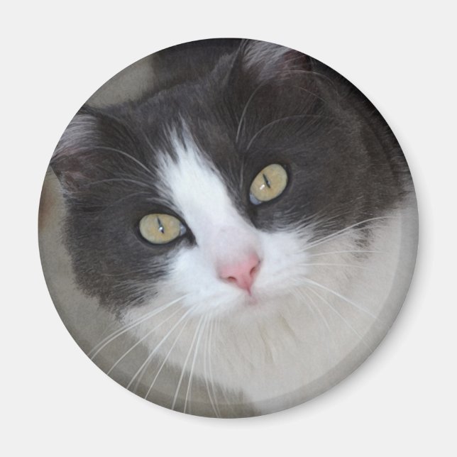 Pretty gray and white cat magnet (Front)
