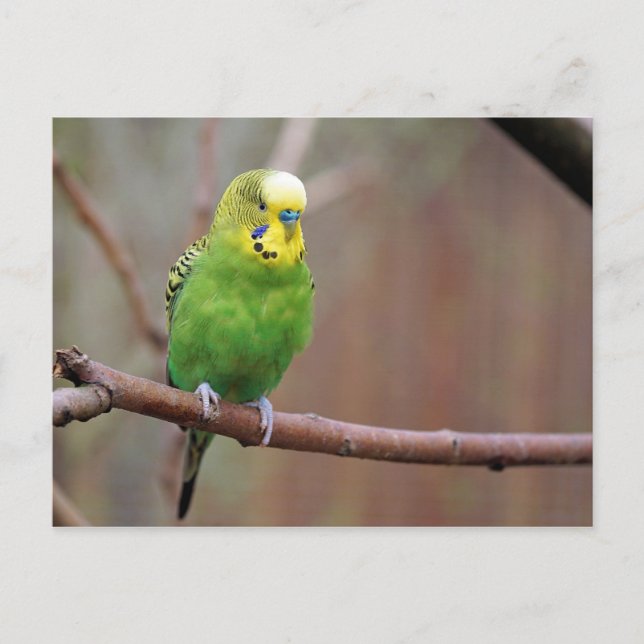 Pretty Green Budgie Photo Postcard (Front)