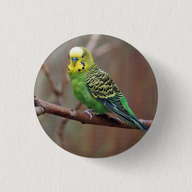 Pretty Green Parakeet Photo 3 Cm Round Badge (Front)
