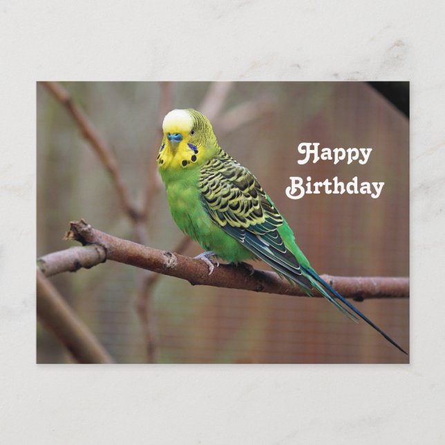 Pretty Green Parakeet Photo Birthday Postcard (Front)