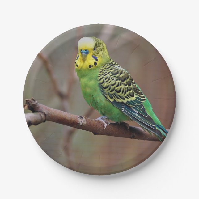 Pretty Green Parakeet Photo Paper Plate (Front)