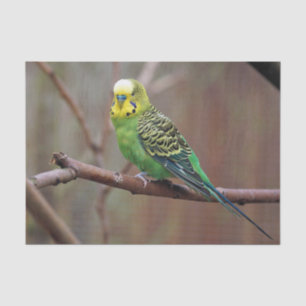 Pretty Green Parakeet Photo Tissue Paper