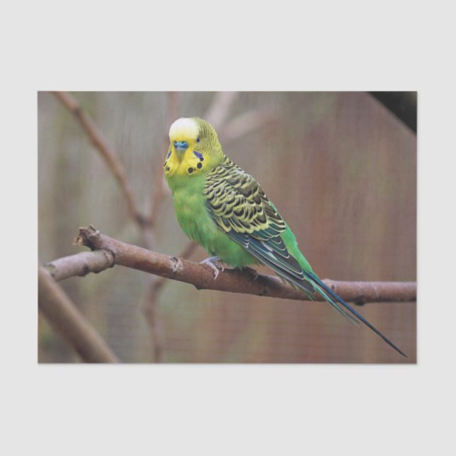 Pretty Green Parakeet Photo Tissue Paper (Front)
