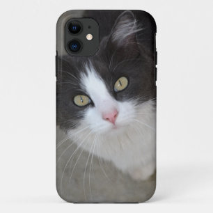 Pretty grey and white cat iPhone 11 case