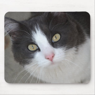 Pretty grey and white cat mouse mat