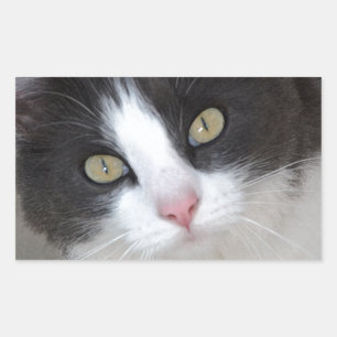 Pretty grey and white cat rectangular sticker