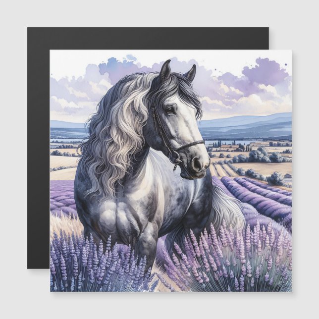 Pretty Grey Horse Standing in Lavender (Front/Back)
