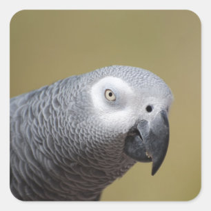 Pretty Grey Parrot Square Sticker