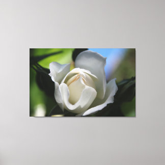 pretty half blooming  pure white rose flower. canvas print