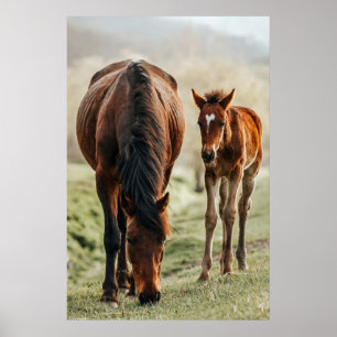 Pretty Horse Foal Photo Poster