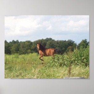 Pretty Horse in Field Poster