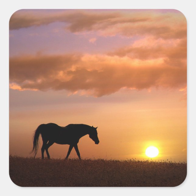 Pretty Horse in the Sunset Stickers (Front)