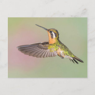 Pretty Hummingbird Flying Postcard
