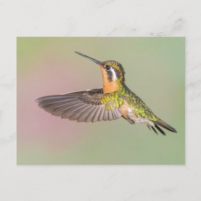 Pretty Hummingbird Flying Postcard (Front)