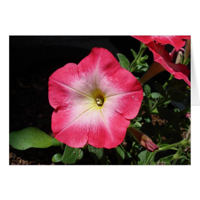 Pretty in Pink (Front Horizontal)