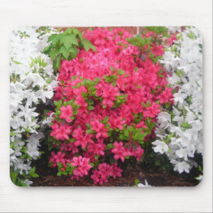 Pretty in pink (and white) Azaleas Mouse Mat