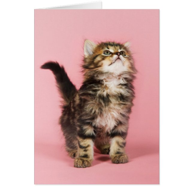 Pretty in Pink Kitten (Front)