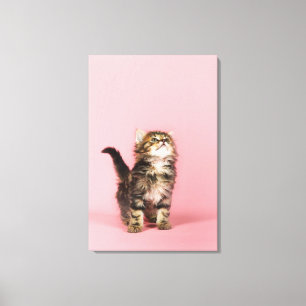 Pretty in Pink Kitten Canvas Print