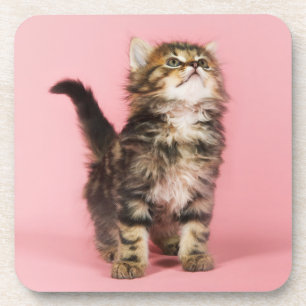 Pretty in Pink Kitten Coaster