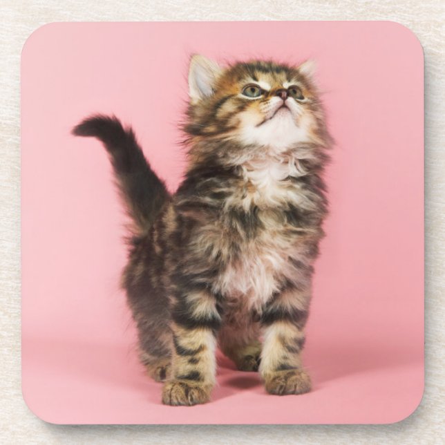 Pretty in Pink Kitten Coaster (Front)