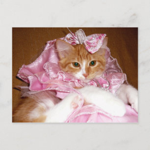 Pretty in Pink Kitten Postcard