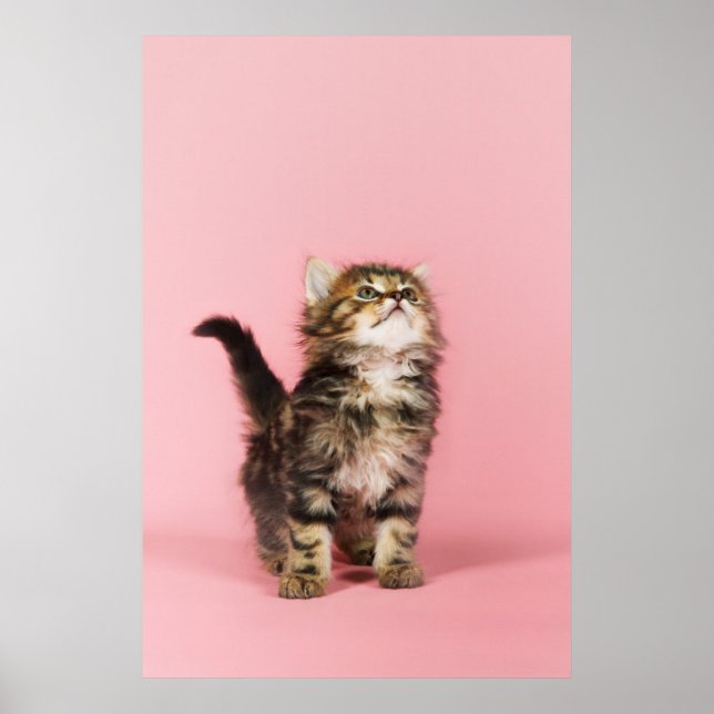 Pretty in Pink Kitten Poster (Front)