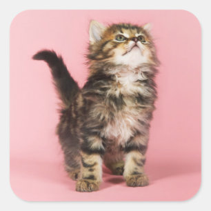 Pretty in Pink Kitten Square Sticker