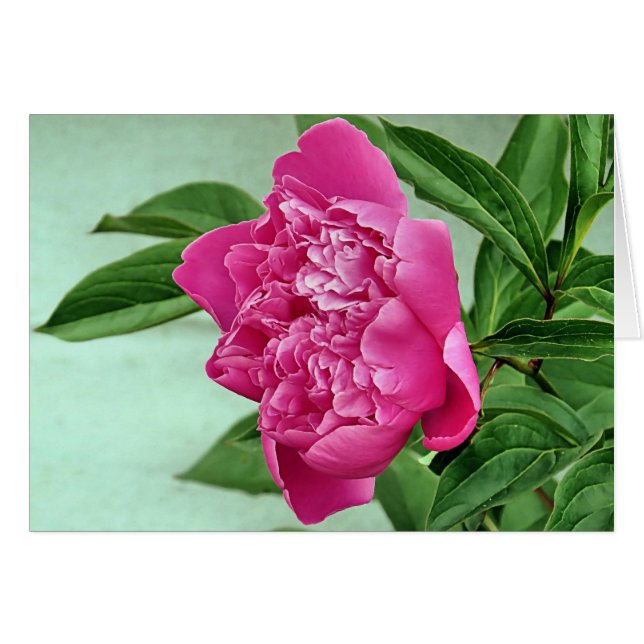 Pretty in Pink Peony (Front Horizontal)