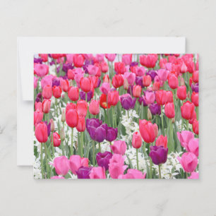 Pretty in Pink Petals  Postcard