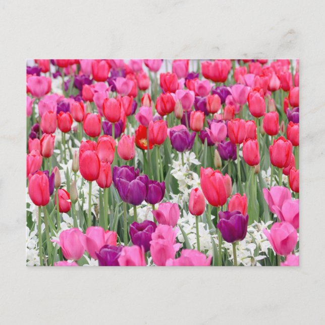 Pretty in Pink Petals  Postcard (Front)