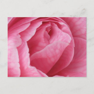 Pretty in Pink Postcard