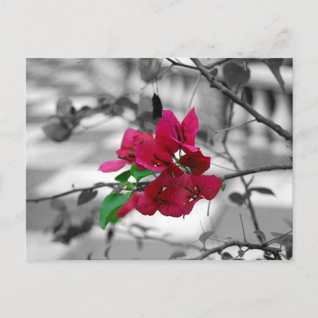 Pretty in Pink Postcard (Front)