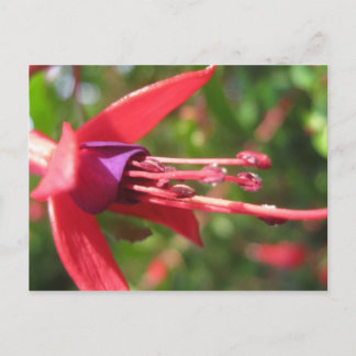 Pretty in Pink. Postcard