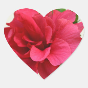 Pretty in Pink - Sticker