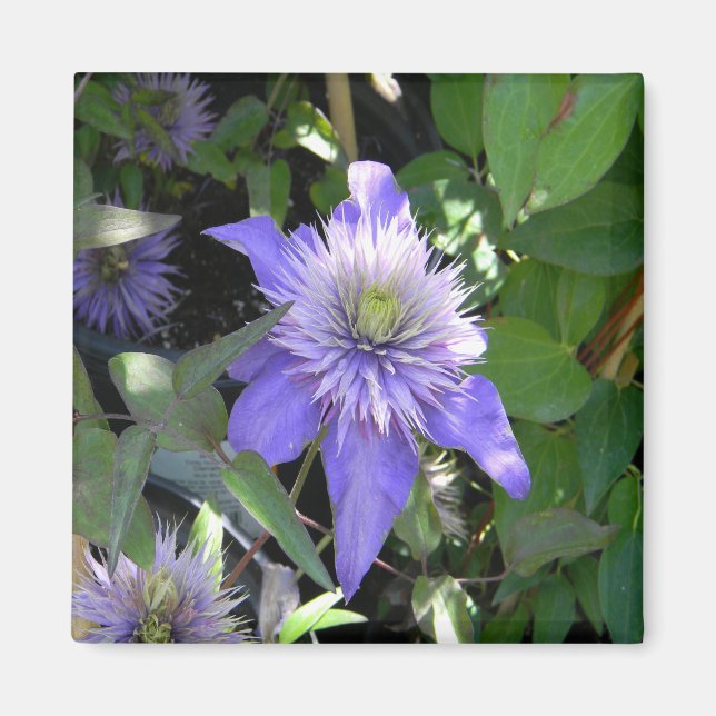 Pretty in Purple... Magnet (Front)