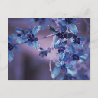 Pretty In Purple Postcard