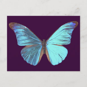 Pretty Iridescent Blue Butterfly Postcard