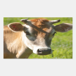 Pretty Jersey Cow Stare Rectangular Sticker