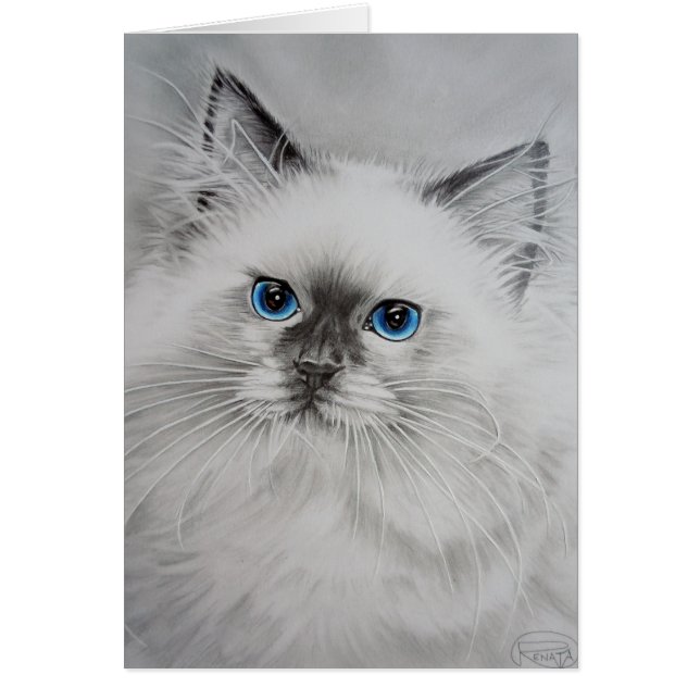 Pretty Kitty (Front)