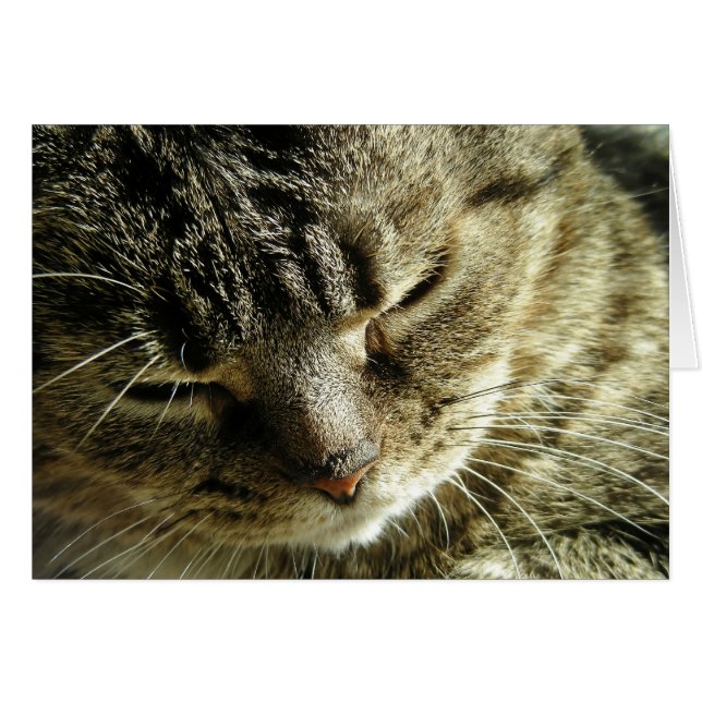 Pretty Kitty (Front Horizontal)