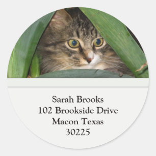 Pretty Kitty Address Labels