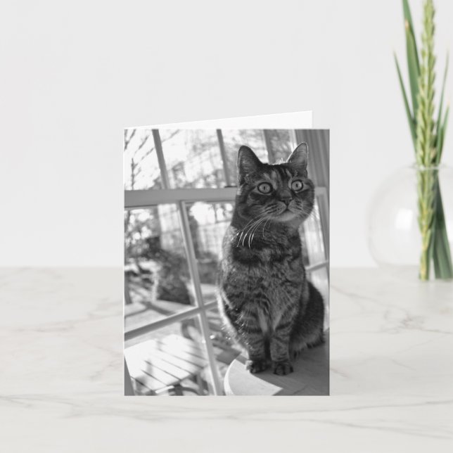 Pretty Kitty Bright Eyes Notecard (Front)