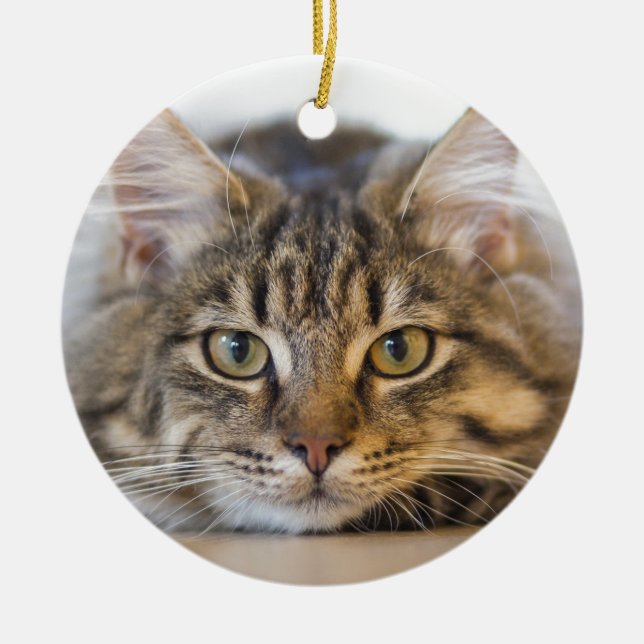 Pretty Kitty Looking at You Ceramic Tree Decoration (Front)