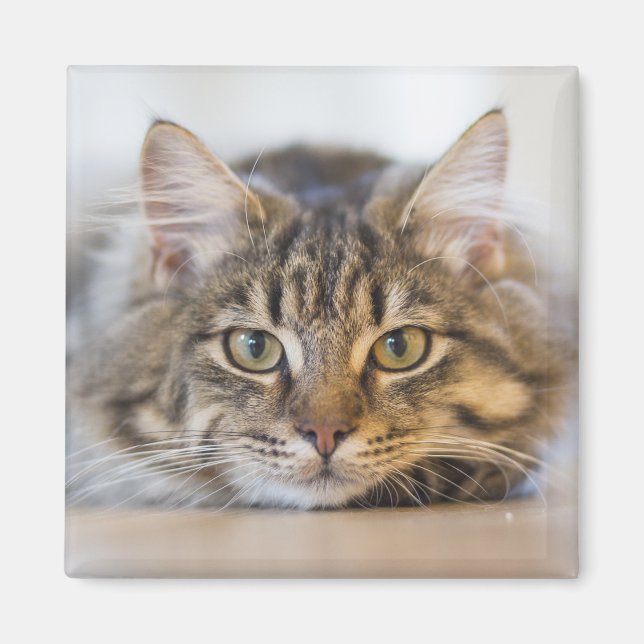 Pretty Kitty Looking at You Magnet (Front)