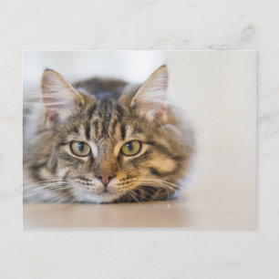 Pretty Kitty Looking at You Postcard