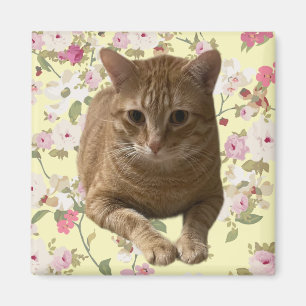 Pretty Kitty Magnet