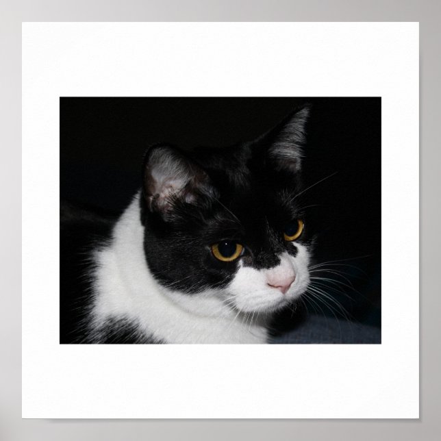 Pretty Kitty Poster (Front)