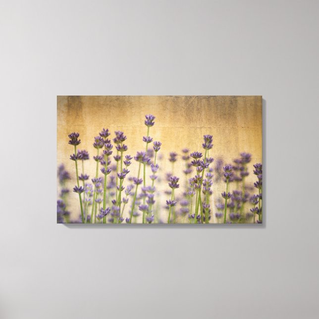 Pretty Lavender Flowers Canvas Print (Front)